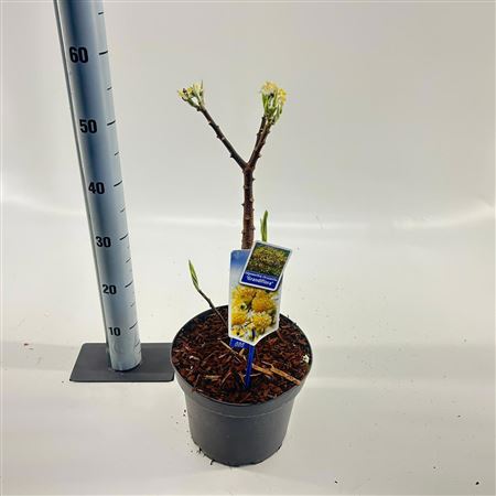 Edgeworthia Chrysantha Grandiflora