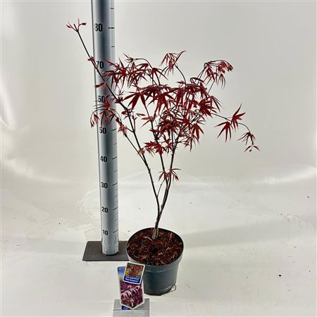 Acer Palm Red Emperor
