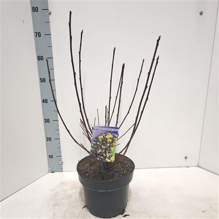 Physocarpus Opulifolius Diabolo