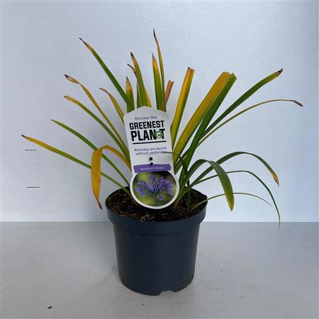 Agapanthus Dr Brouwer