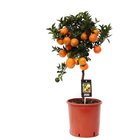 Citrus Mandarin On Stem