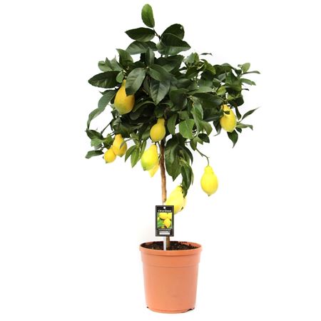 Citrus Lemon On Stem