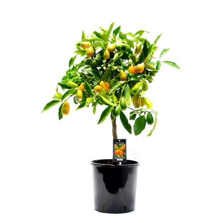 Citrus Kumquat Gigante On Stem