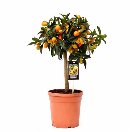 Citrus Kumquat On Stem