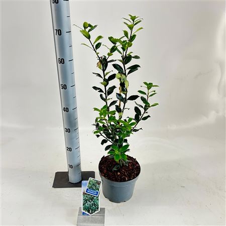 Ilex Mes Heckenpracht
