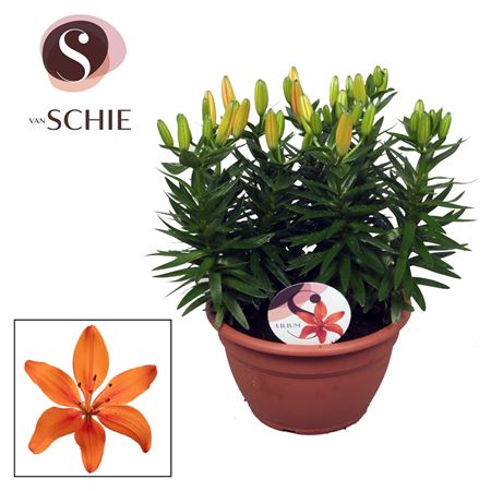 Lilium As Matrix Orange Bowl 9pp