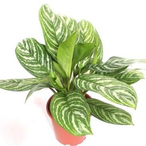Aglaonema Stripes