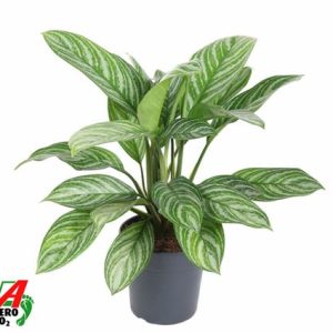 Aglaonema Stripes
