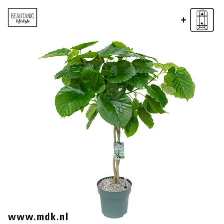 Ficus Umbellata Twisted Stem (bark)