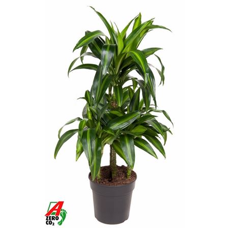 Drac Hawaiiana Sunshine 45-carrousel