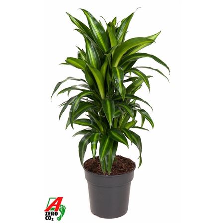 Drac Hawaiiana Branched