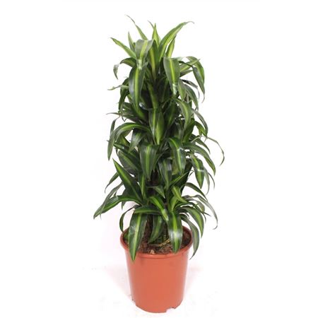 Drac Hawaiian Sunshine Branched