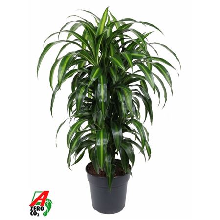 Drac Hawaiiana Branched