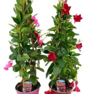Mandevilla Rio Mix