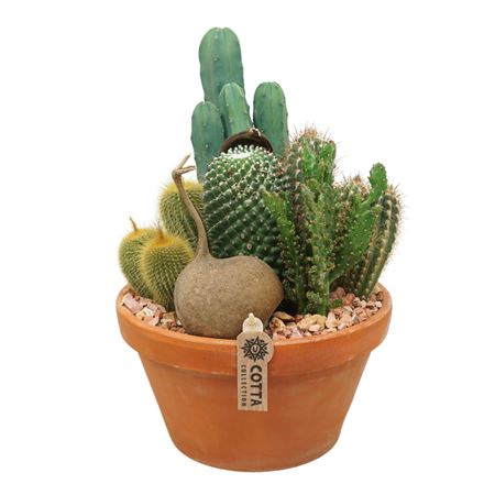 Cactus Arrangement In Terracotta