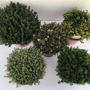 Thymus Mix