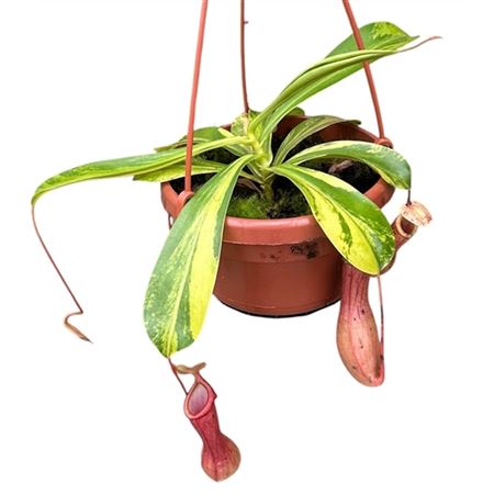 Nepenthes Alata Aurea