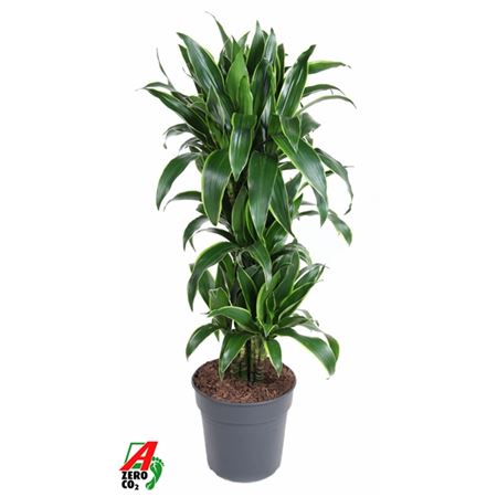 Drac Arturo Branched