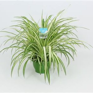 Chlorophytum Vitatum Hanging