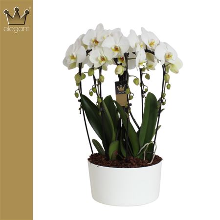 Phal 6st Crown White 50+ (bernard)