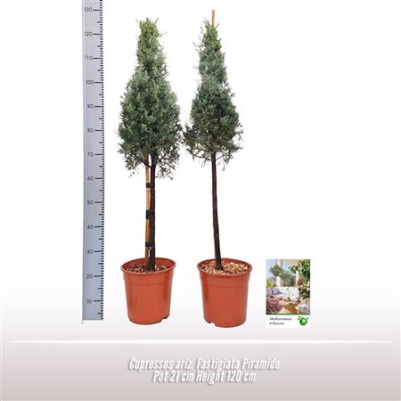 Cupressus Ariz Fastigiata Pyramid