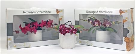 L'arrangeur D'orchidee Rood (groen)