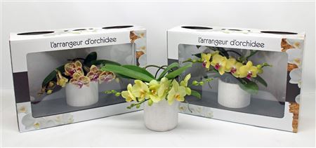 L'arrangeur D'orchidee Geel (groen)