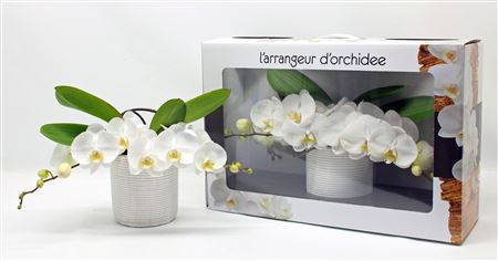 Phal L'arrangeur D'orchidee White (phalaenova)