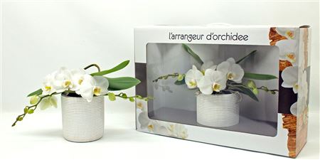 Phal L'arrangeur D'orchidee White (phalaenova)