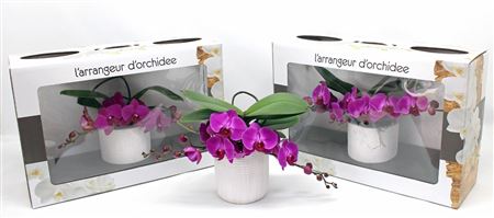 L'arrangeur D'orchidee Paars (groen)