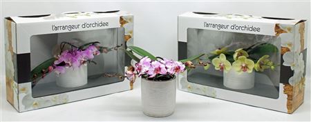 Phal L'arrangeur D'orchidee Mondriaan Op Soort (ph