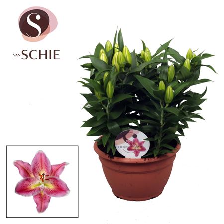 Lilium Or Reeleeze Bowl 9pp