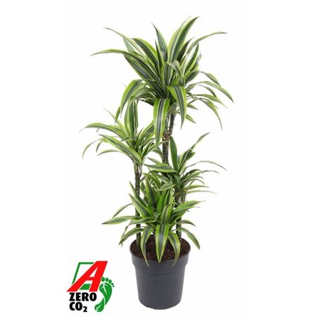 Drac Lemon Lime 60-carrousel