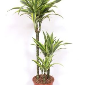 Drac Lemon Lime 60-30-15