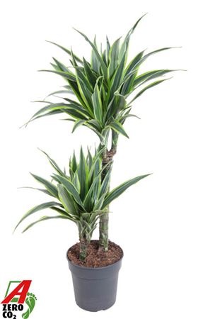 Dracaena Lemon Lime Jumbo 45-15