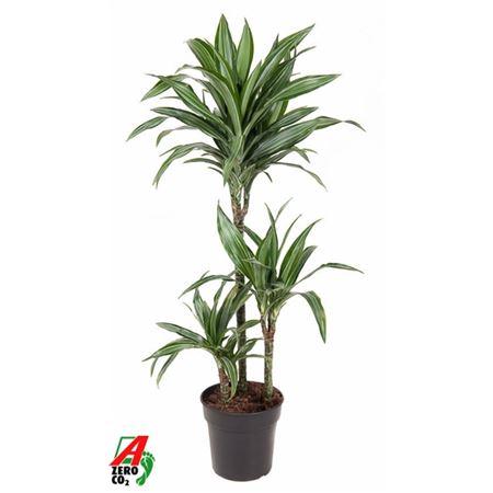 Drac Ulises 60-30-15