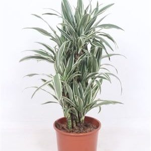 Drac White Stripe Branched