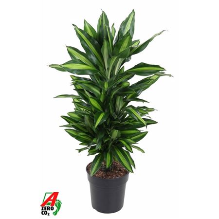 Drac Cintho Branched