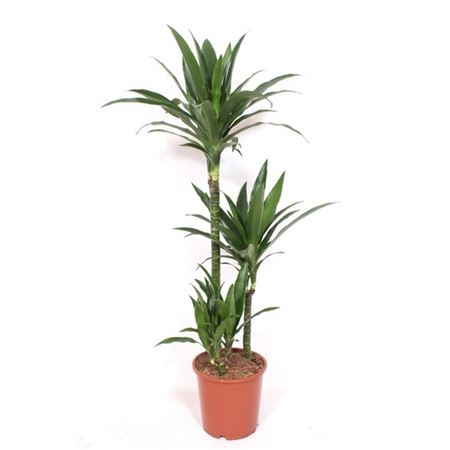 Drac Janet Craig 60-30-15