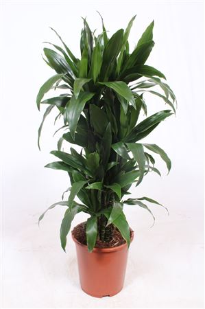 Drac Janet Craig Branched