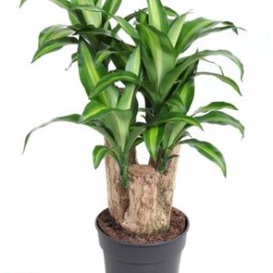 Drac Massangeana Branched