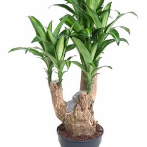 Drac Massangeana Branched