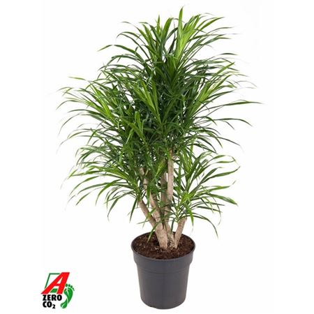 Drac Anita Variegata Branched