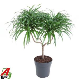 Drac Anita Varriegata Candle