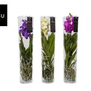 Vanda Michelle 70 Mix