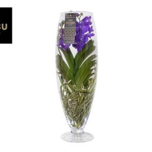 Vanda Champagne Blue