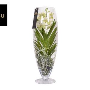 Vanda Michelle 70 Blue