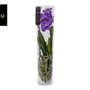 Vanda Michelle 70 Blue