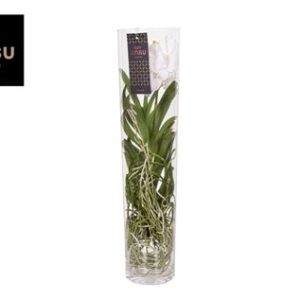 Vanda Michelle 70 White