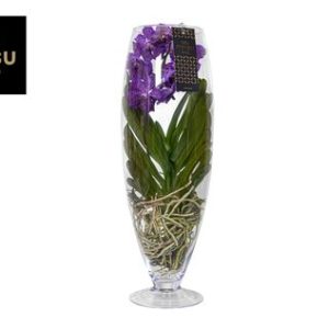 Vanda Champagne Purple